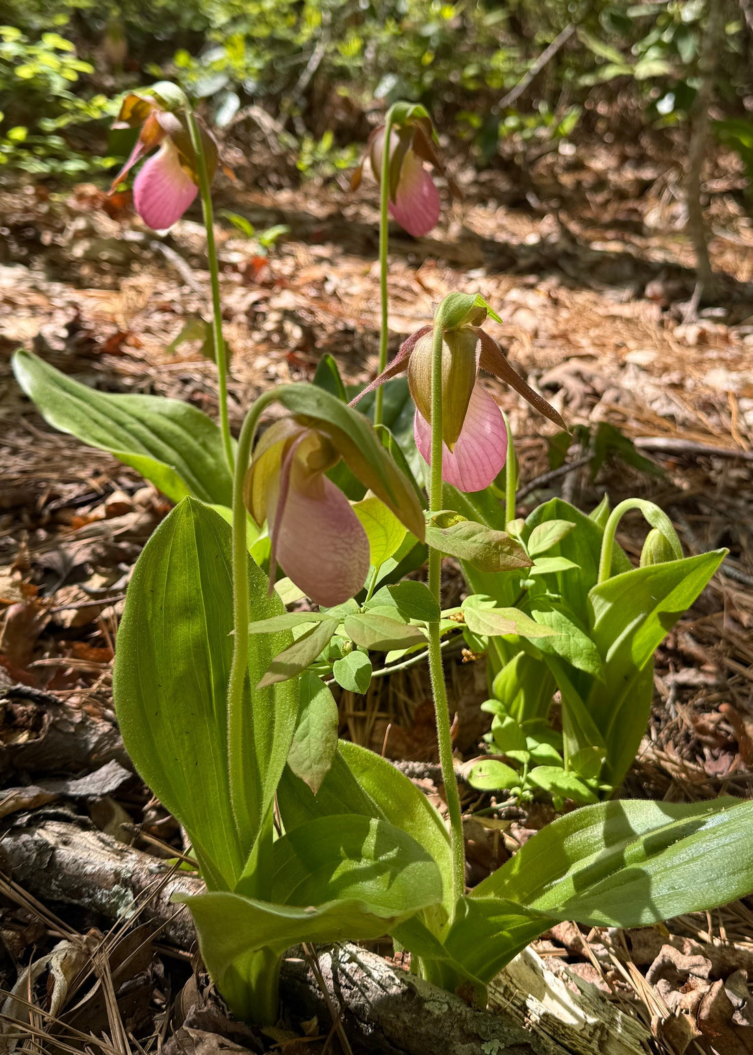 The Slippers and the Still