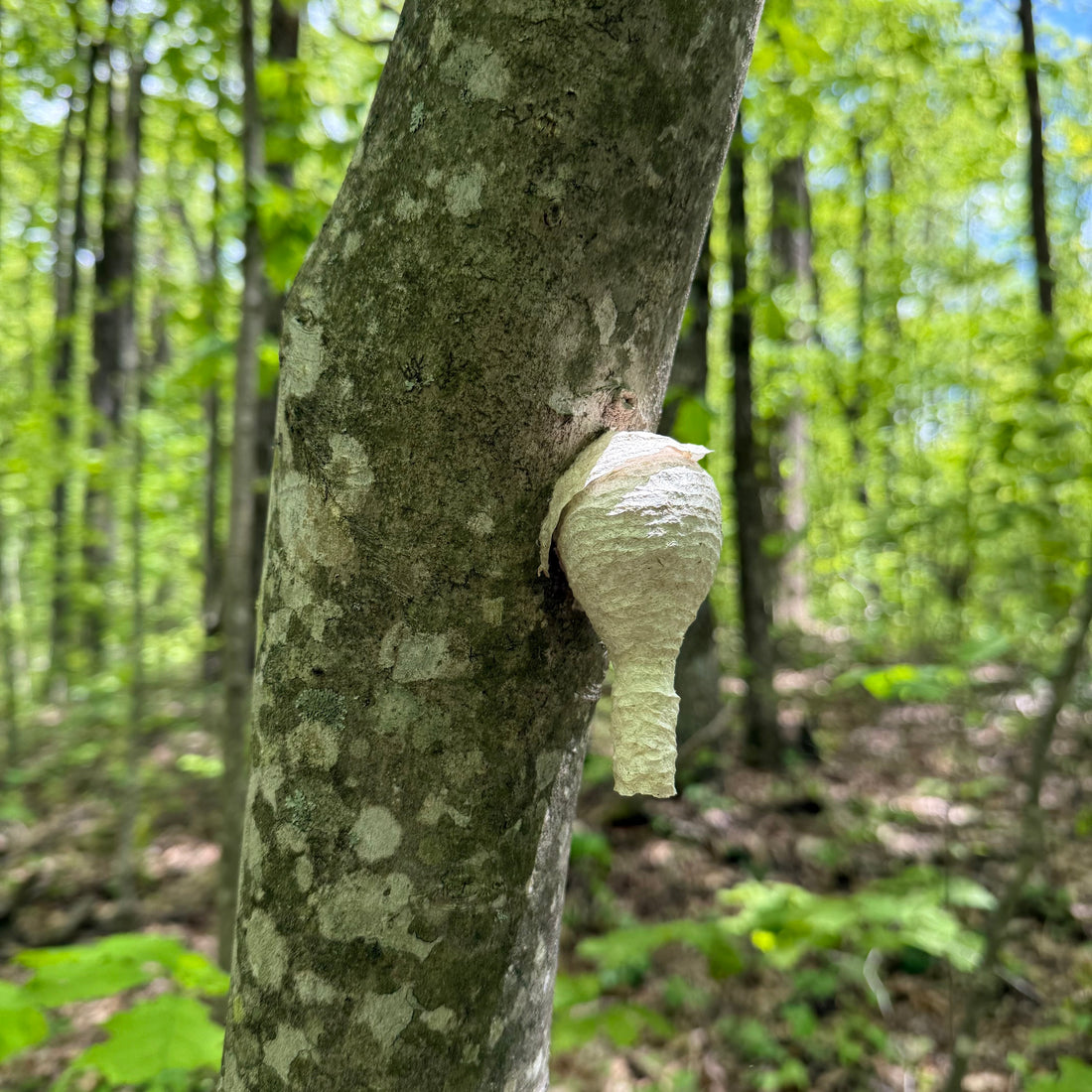 The Heroine's Journey