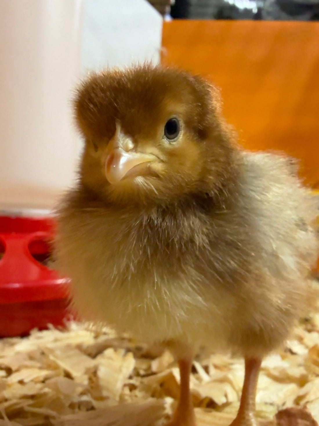 Baby Chickens!