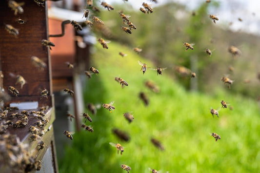 Bees Kinda Suck at Flying