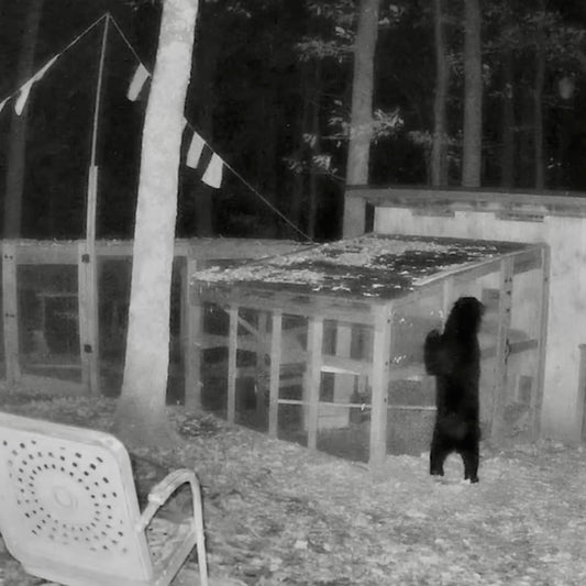 How to yell at a bear when you are fast asleep.