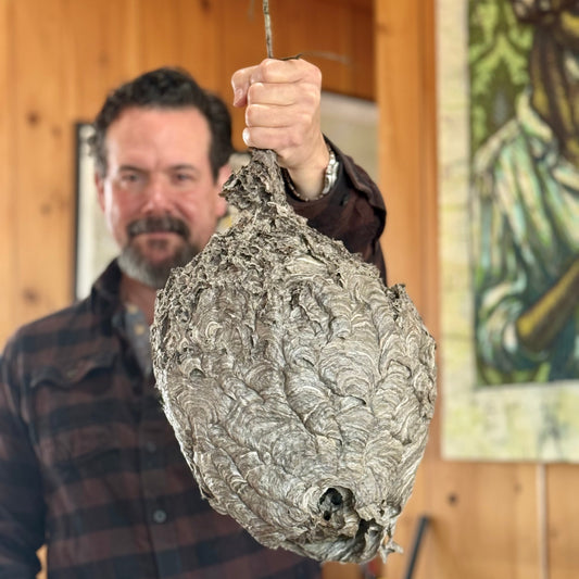 Look at this AMAZING hive!